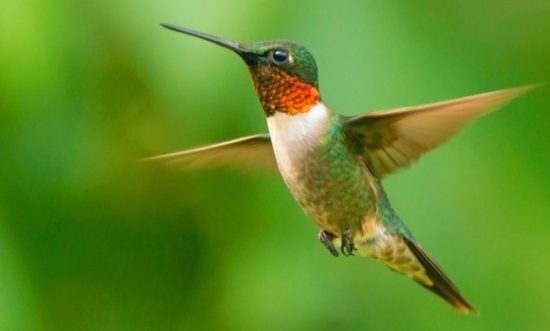Factors Affecting When Hummingbirds Leave Ontario