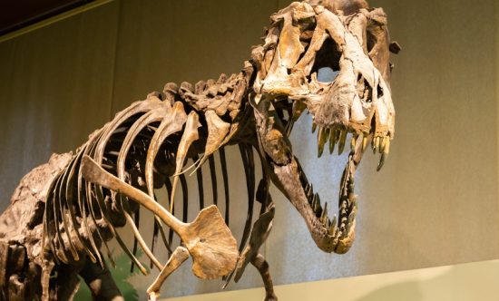 See the World's Largest T-Rex at Royal Saskatchewan Museum