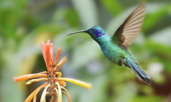 Ways to Help Local Species of Hummingbirds