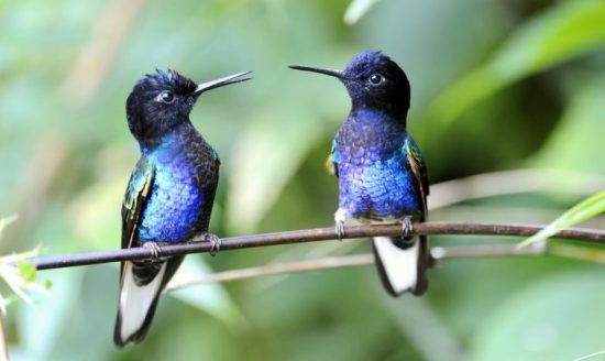 When Do Hummingbirds Leave Ontario?