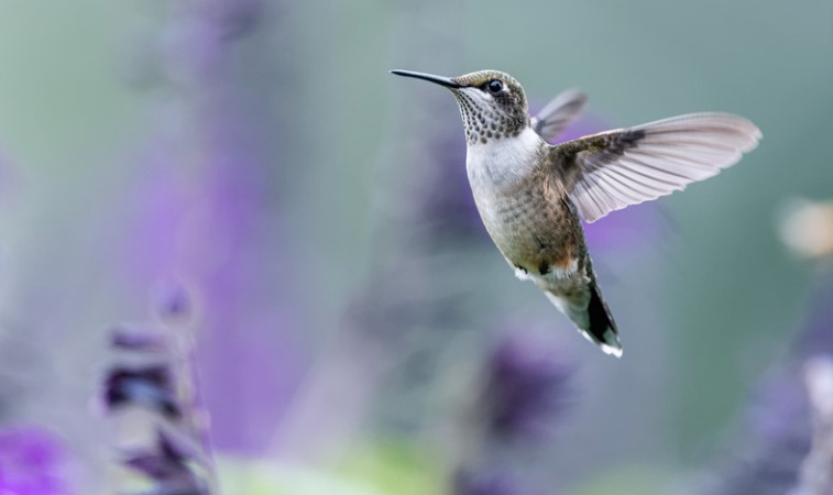 When Do Hummingbirds Leave Ontario?